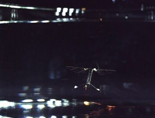 Futuristic Robots, RoboBee, Harvard University, First Insect-Size Robot Capable of Flying and Swimming