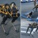 Real Dog vs Robot Dog: Boston Dynamics Robot Acts Like A Real Dog, Futuristic Robot, Boston Dynamics Spot, Google Robot, DARPA