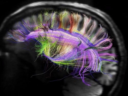Neuroscience, The Ultimate Brain Map